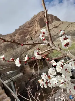 عکس مجموعه گردشگری گیله وا جاده قلات شیراز 4