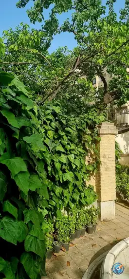 عکس عمارت شقاقی «کوشک مصری» در محله فردوسی تهران 10