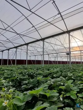 عکس مجتمع گلخانه پردیس زنجان در جاده فرودگاه زنجان 2