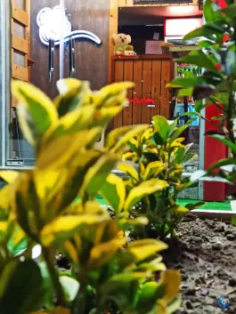 عکس کوآلا اسنک در بهارستان اصفهان 10