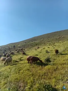 عکس عمارت قوچان 5