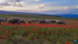 عکس عمارت قوچان 9