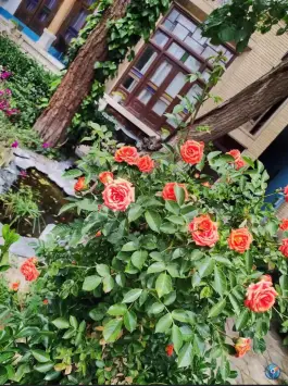عکس هتل پاسارگاد در محله نقش جهان اصفهان 10
