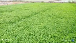 عکس باغ و استخر ماهی برادران نارویی علی آباد کتول 4