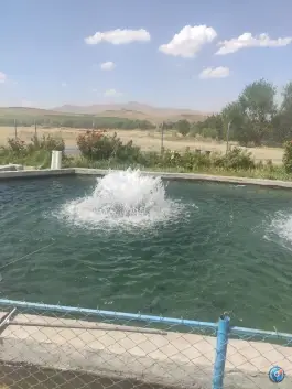 عکس کباب ماهی گلستانی در اشنویه 2