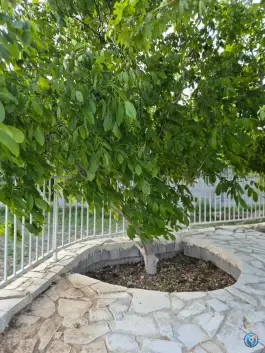 عکس تفرجگاه شالیزار شیراز 8