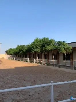 عکس باشگاه سوارکاری چابک ولیعصر قم 6