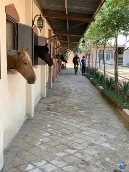 عکس باشگاه سوارکاری چابک ولیعصر قم 8