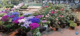 عکس گل فروشی امپراطوری گلها در محله عمار یاسر قم 4