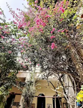 عکس عمارت طبیب در بافت قدیم بوشهر 7