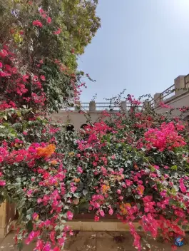عکس عمارت طبیب در بافت قدیم بوشهر 10
