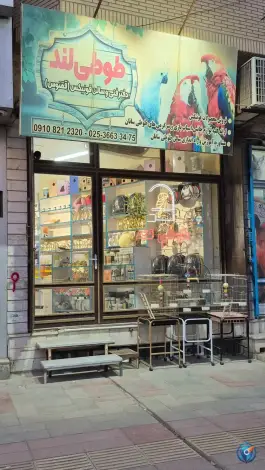طوطی لند در محله باسکول قم