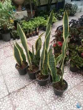 عکس گلسرای بهشت قم در بلوار شاهد قم 3