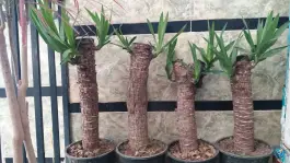 عکس گلسرای بهشت قم در بلوار شاهد قم 8