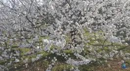 عکس بوستان مهدی مجموعه فرهنگی تفریحی دانشگاه علوم پزشکی، نیکان، شیراز 2