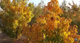 عکس بوستان مهدی مجموعه فرهنگی تفریحی دانشگاه علوم پزشکی، نیکان، شیراز 3