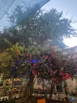 عکس های هتل سنتی عمارت پدری شوشتر