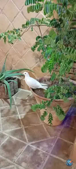 عکس هتل سنتی عمارت پدری شوشتر 10