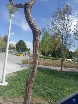 عکس بوستان مهدی، باجک سه، قم 3