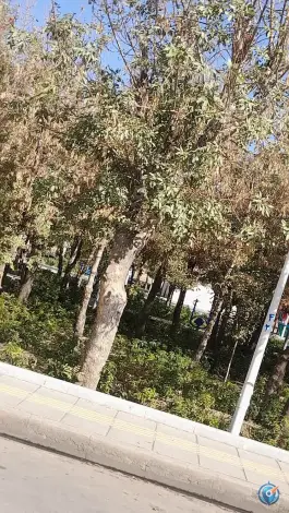 عکس بوستان مادر شهرک امام حسن قم 3