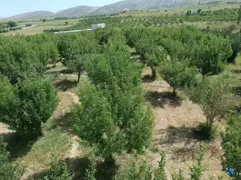 عکس مجموعه باغی پردیس در شیراز 1