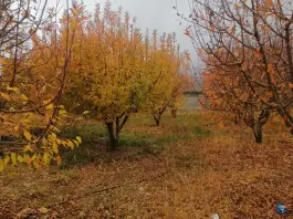عکس مجموعه باغی پردیس در شیراز 4