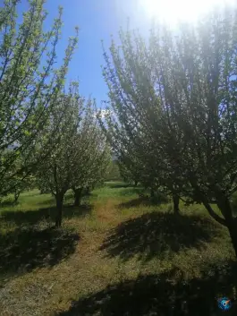 عکس مجموعه باغی پردیس در شیراز 5