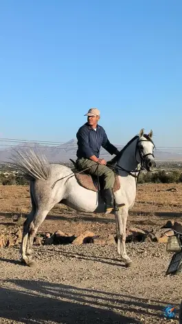 عکس باشگاه سوارکاری پارادایس، خلیج فارس، اصفهان 3