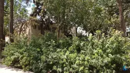 عکس بوستان شاه حمزه؛ بوستانی آرام در دل محله چهار مردان قم 2