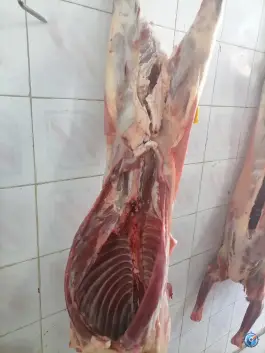 عکس جگر سرای چرب و چیلی، بلوار فردوسی شمالی، نیشابور 6