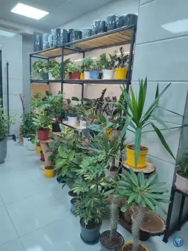 عکس گلکده ویونا، شهیدان محرابیان (محله بنیاد)، قم 10