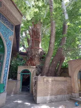 درخت چنار ۱۵۰۰ ساله برغان، کرج