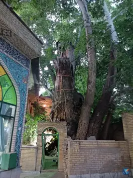 عکس درخت چنار ۱۵۰۰ ساله برغان، کرج 2