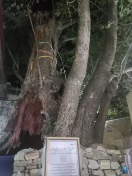 عکس درخت چنار ۱۵۰۰ ساله برغان، کرج 5