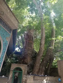 عکس درخت چنار ۱۵۰۰ ساله برغان، کرج 6