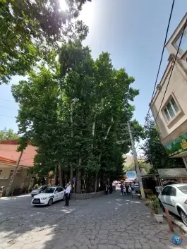 عکس درخت چنار ۱۵۰۰ ساله برغان، کرج 8