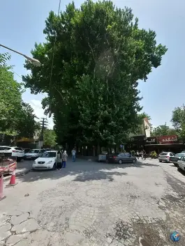 عکس درخت چنار ۱۵۰۰ ساله برغان، کرج 9