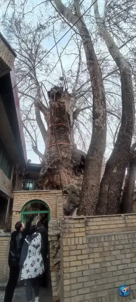 عکس درخت چنار ۱۵۰۰ ساله برغان، کرج 10