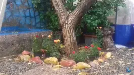 عکس باغچه و جگرسرا پونه، دره فرحزاد تهران 8