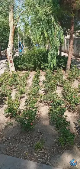 عکس بوستان چمران؛ محله حنیف نژاد، قم 2