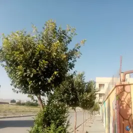 عکس دبیرستان دوره اول مولوی، توس ۳۳، مشهد 5