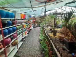 گلسرای دشت بهشت، بلوار سمیه، قم