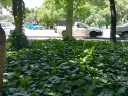 بوستان یاس، محله سراجه، قم