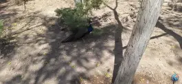 عکس پارکینگ باغ پرندگان اصفهان، محله ناژوان 3