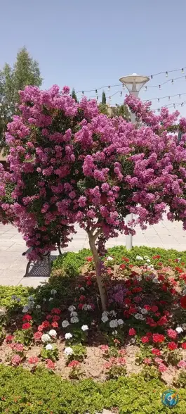 عکس هتل مدرس فراجا، محله بهار آزادی اصفهان 6