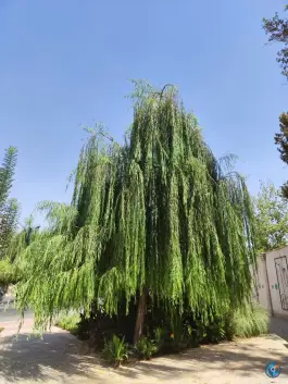 عکس بوستان بانوان کرج؛ محله جهانشهر 2