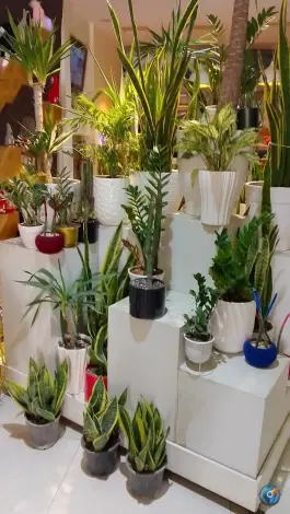 عکس گل لیندا؛ محله کوجان، اصفهان 4