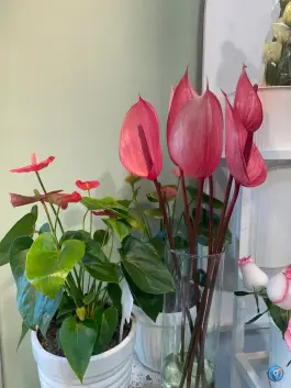 عکس کافه گل، محله نقش جهان اصفهان 3