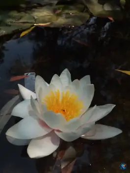 بوستان مهر اصفهان؛ محله قلعه فروشان