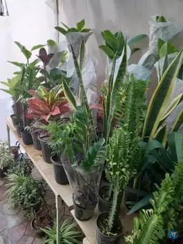عکس گل فروشی رییسی؛ محله عمان سامانی اصفهان 2
